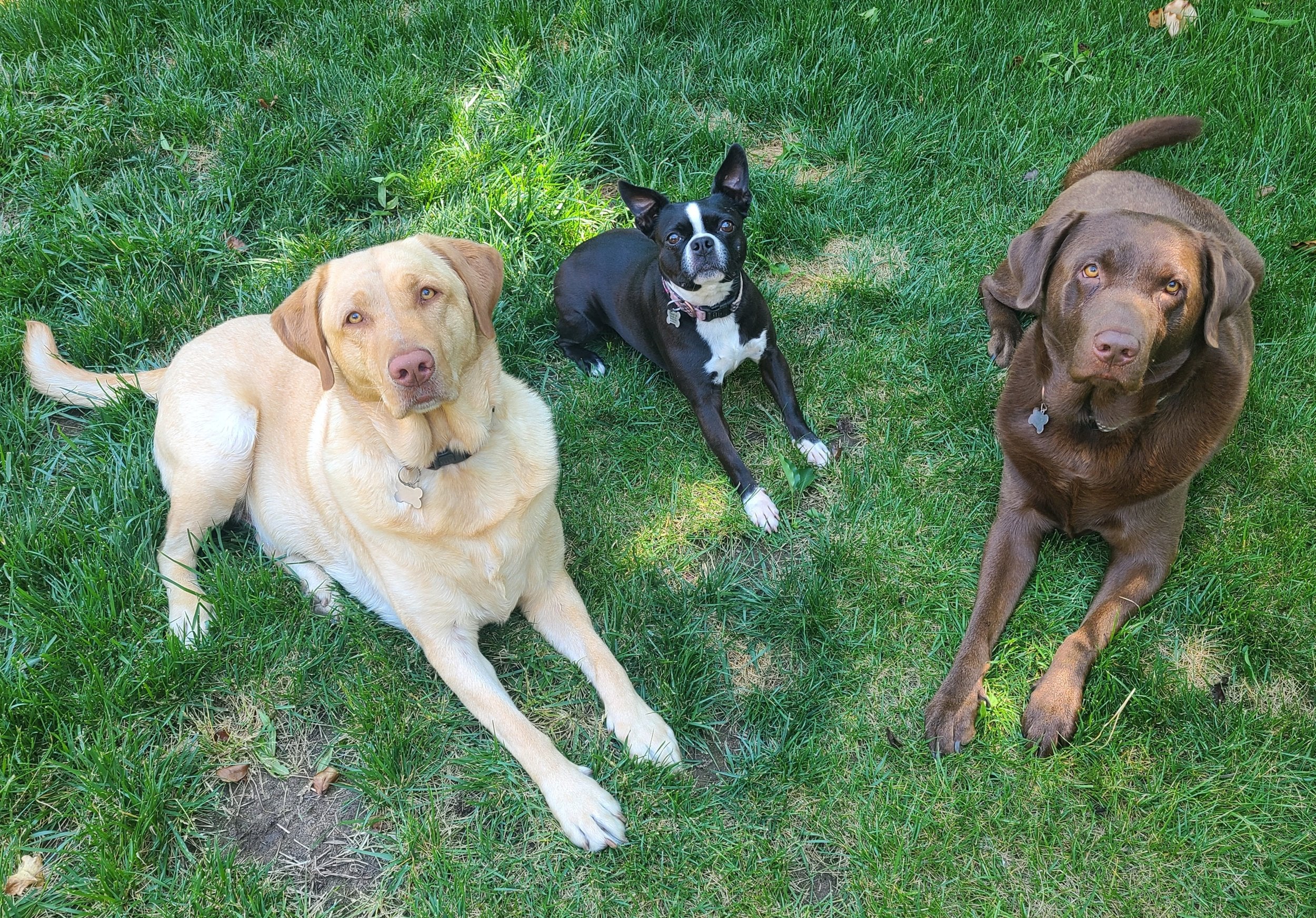 Two Labrador Retrievers and a Boston Terrier